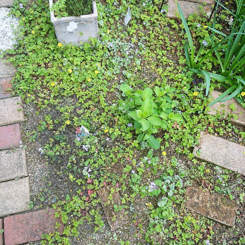 心に強く訴える雑草対策 花 すべての美しい花の画像