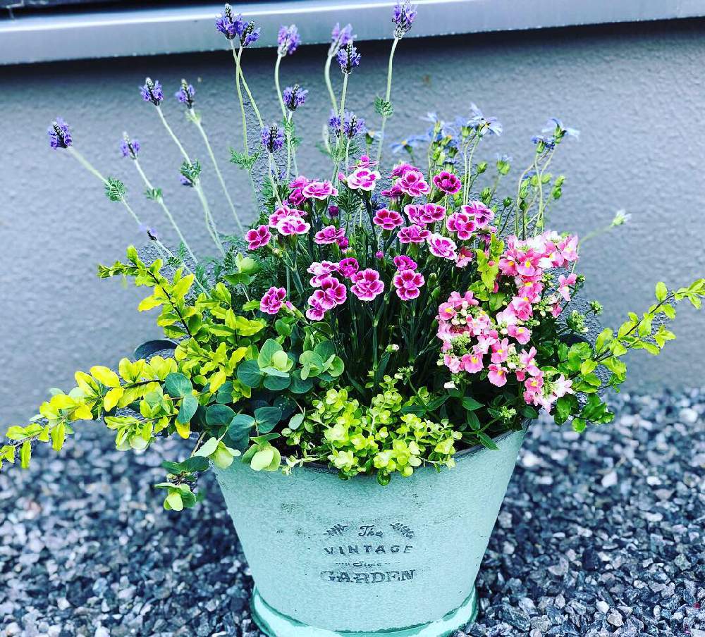 ダイアンサス ピンクキッスの投稿画像 By Arikaさん オレガノとプリペットとミニヘリクリサム ライムとレースラベンダーとブルーデージーとネメシアと令和最初の植物 お花フォトコンと花のある暮らしと令和最初の植物 19月5月5日 Greensnap グリーンスナップ