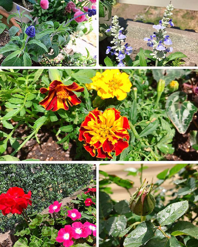 マリーゴールドの投稿画像 By Miiさん サルビアとゼラニウムと日々草とミニ薔薇 と令和最初の植物と花壇とgreensnapmarcheとガーデニングと花のある暮らしとかわいいな 19月5月5日 Greensnap グリーンスナップ