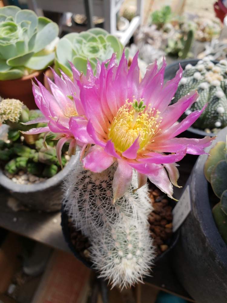 エキノケレウス 白元の投稿画像 By ながのっちさん サボテンの花と植中毒とエキノケレウス属 19月5月5日 Greensnap グリーンスナップ