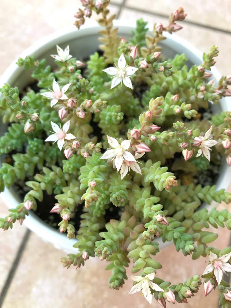 多肉植物 セダム 覆輪マネングサ 画像に写ってる所カットします