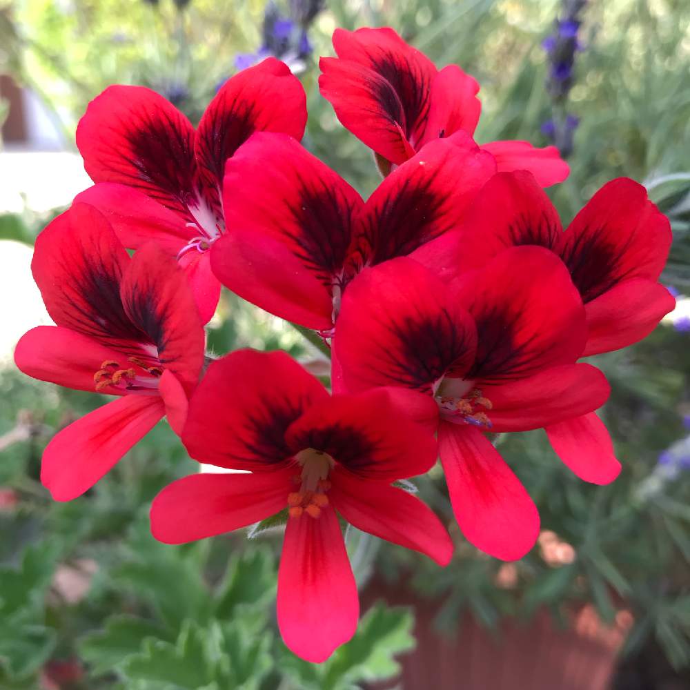 センテッドゼラニウムの投稿画像 By こはもこさん オールドスカーレットユニークとゼラニウム オールドスカーレットユニークと小さな庭と花のある暮らしとオトナ色と赤い花と花のある暮らしとオトナ色と赤い花 19月5月5日 Greensnap グリーンスナップ