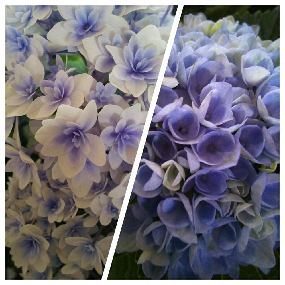 お出かけ先の投稿画像 By 木染 奎さん 青い紫陽花と青い花と紫陽花 アジサイ あじさいと八重咲きと花のある暮らしと青い紫陽花と青い花と紫陽花 アジサイ あじさいと八重咲きと花のある暮らし 19月5月5日 Greensnap グリーンスナップ Greensnap グリーン