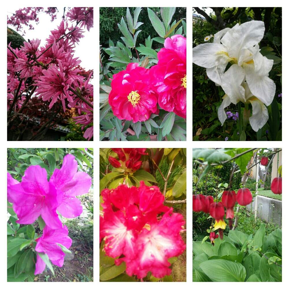 きくもも 牡丹 ｼﾞｬｰﾏﾝｱｲﾘｽ うきつりぼく 石楠花 おおむらさきの投稿画像 By しゅろちゃんさん 花のある暮らしと緑大好き 19月5月5日 Greensnap グリーンスナップ