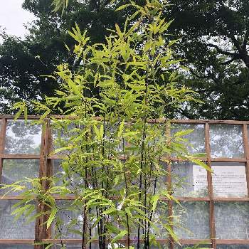 大宮盆栽祭りの投稿画像一覧 Greensnap グリーンスナップ 大宮盆栽祭りの投稿画像一覧 Greensnap グリーンスナップ