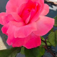 バラ クイーンエリザベス,バラ 鉢植え,花のある暮らし,開花！,屋根なしテラスの画像