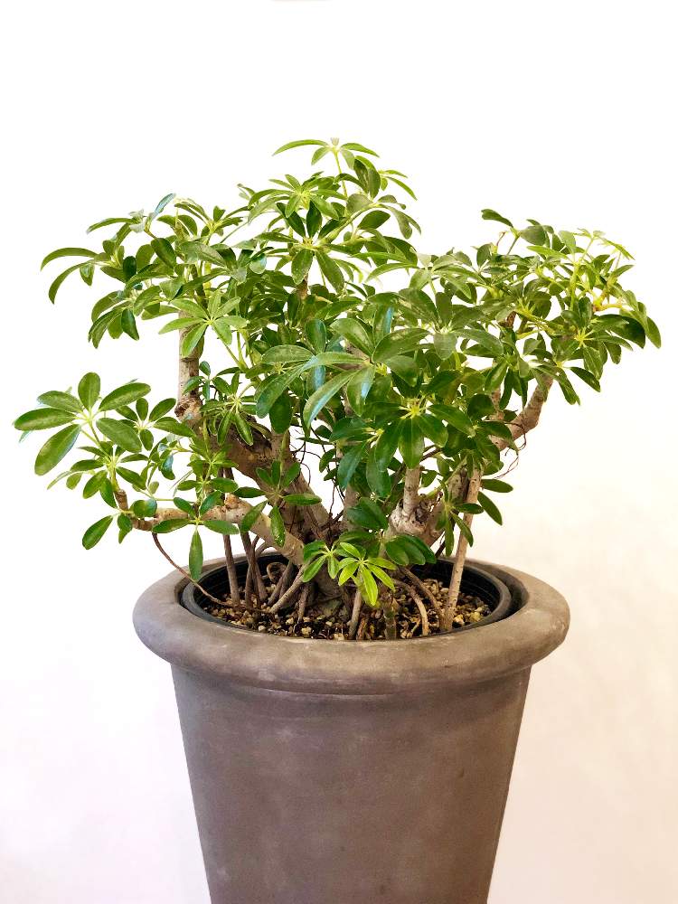 シェフレラコンパクタの投稿画像 By Guriさん 観葉植物と気根といとおしい植物の表情フォトコン19とオシャレとgs映えとルカさん 19月5月5日 Greensnap グリーンスナップ