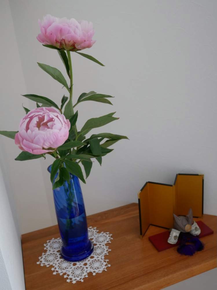 芍薬の投稿画像 By 花の首飾りさん ピンクの花とgs映えと令和最初の植物 お花フォトコンと置物と花のある暮らしとかわいいと豪華な花と切り花と気品ある花 19月5月5日 Greensnap グリーンスナップ