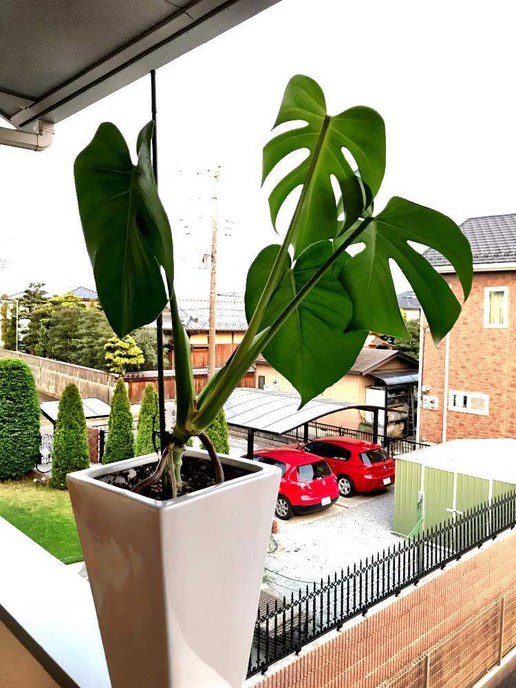 ダイソーのモンステラ Greensnap グリーンスナップ