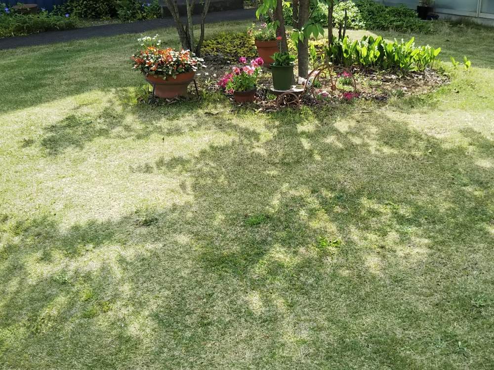 広い庭の投稿画像 By 花minamoさん 庭の芝生と庭の芝生 19月5月5日 Greensnap グリーンスナップ Greensnap グリーンスナップ