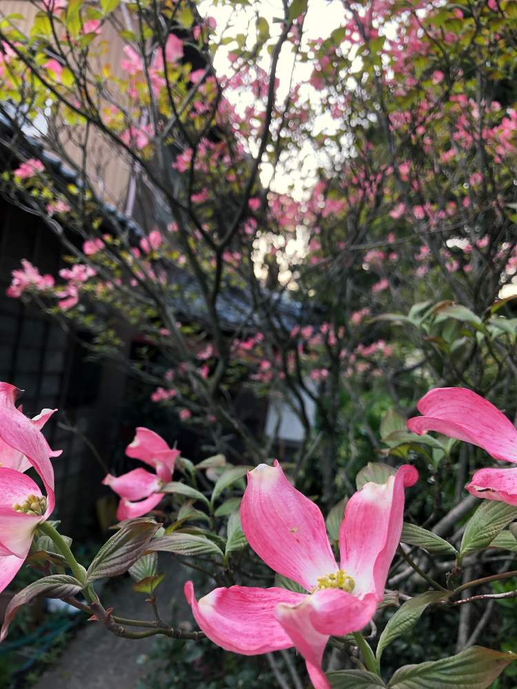 ハナミズキの投稿画像 By りりーさん 裏庭と山木とピンクの花と春の花たちと可愛い花と花木と薄紅色と庭の花木と散歩道と緑の葉と赤い花と5月の花 とガーデニングと花のある暮らしと10連休何する 19月5月5日 Greensnap グリーンスナップ ハナミズキの投稿画像 By りりーさん 裏庭と山木とピンクの花と春の花たちと可愛い花と花木と薄紅色と庭の花木と散歩道と緑の葉と赤い花と5月の花 とガーデニングと花のある暮らしと10連休何する 19月5月5日 Greensnap グリーンスナップ