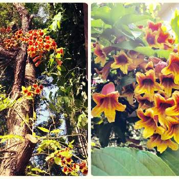カレーバイン！の画像 by Michiさん | 小さな庭とカレーバイン！と花のある暮らしとカレーカズラ!とビグノニア！