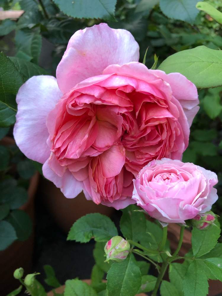 バラ かおりかざりの投稿画像 By Rikasgardenさん 花見小路と花のある空間と令和最初の植物と薔薇 愛同盟と春の色と今年のお気に入りと鉢植えと花のある暮らしとばら 薔薇 バラ 19月5月5日 Greensnap グリーンスナップ