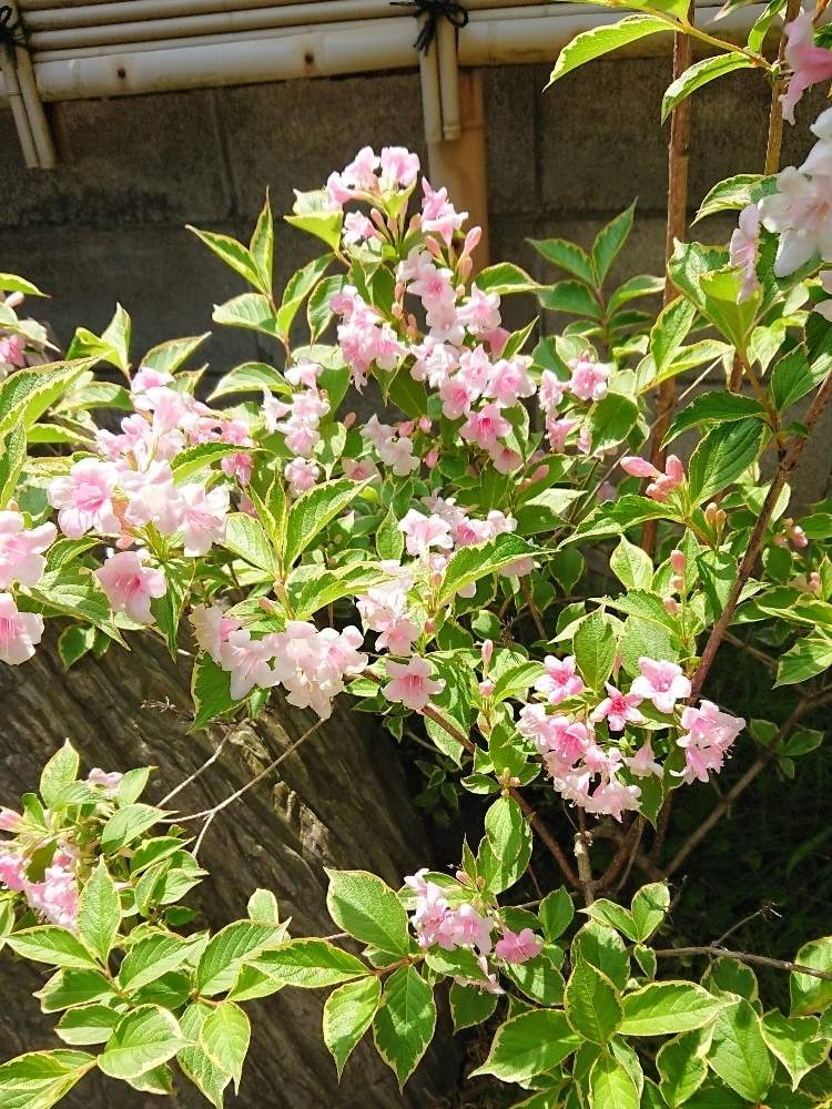 ウツギの投稿画像 By モンブランさん ウェイゲラ フロリダ バリエガータとウェイゲラ フロリダ バリエガーとピンクの花とキュンキュン乙女倶楽部 19月5月6日 Greensnap グリーンスナップ