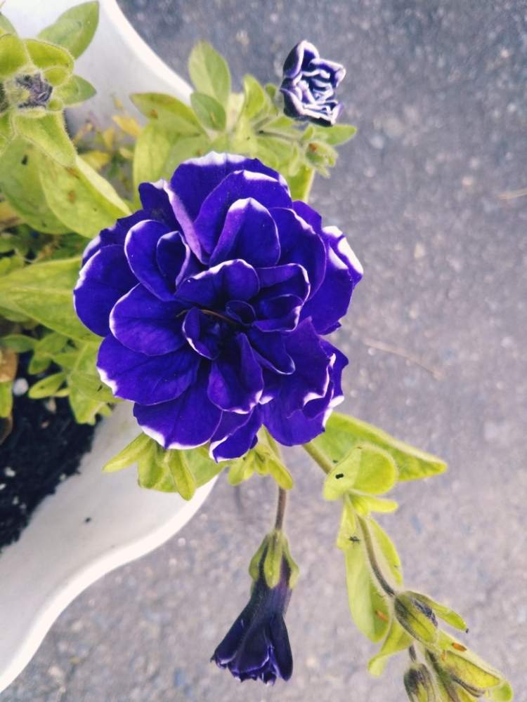 ペチュニア 花衣 藍染の投稿画像 By ひよこさん 小さな庭とペチュニア花衣 藍染 とありがとう と植物だいすきと大好きと植中毒と元気もらえるとうれしい と花のある暮らしとペチュニア花衣 藍染とありがとう と植物だいすきと大好きと植中毒と元気もらえるとうれしい