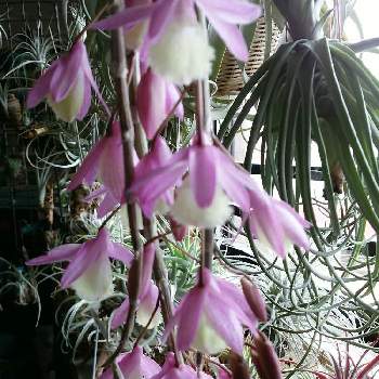 デンドロビウム アフィルムの投稿画像一覧 Greensnap グリーンスナップ デンドロビウム アフィルムの投稿画像一覧 Greensnap グリーンスナップ