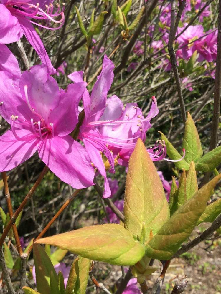 ミツバツツジの投稿画像 By んももさん 薄桃色の花と山野草と春の訪れとピンク色の花と新芽と薄桃色の花と山野草と春の訪れとピンク色の花と新芽 19 月5月6日 Greensnap グリーンスナップ Greensnap グリーンスナップ
