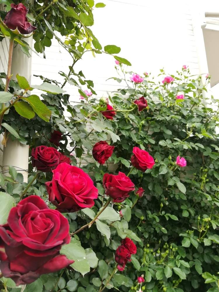 バラ ドンファンの投稿画像 By Puttinさん つるローズうららとつるバラ壁面誘引とばら バラ 薔薇とピンクのバラ とマイガーデンとつるバラ とガーデニングと花のある暮らしとバラの地植えとローズガーデンとロザリアン 19月5月6日 Greensnap グリーンスナップ