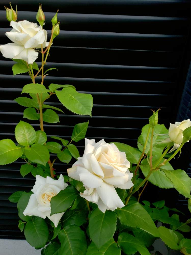 薔薇 パスカリの投稿画像 By Isyun さん バラとバラ ミニバラと鉢植えと白い花 19月5月6日 Greensnap グリーンスナップ