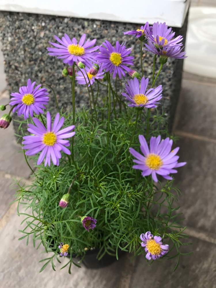 ブラキカム ヘブンリーブルーの投稿画像 By Ayaswitchさん ブラキカムと玄関と福岡と観葉植物と今日のお花とガーデニングと花 のある暮らしと福岡と観葉植物と今日のお花とガーデニングと花のある暮らし 19月5月6日 Greensnap グリーンスナップ Greensnap