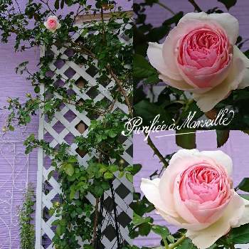素敵なツル薔薇の画像 by nonohanaさん | 小さな庭とつる薔薇(ピエール・ドゥ・ロンサール)と花のある暮らしと素敵なツル薔薇