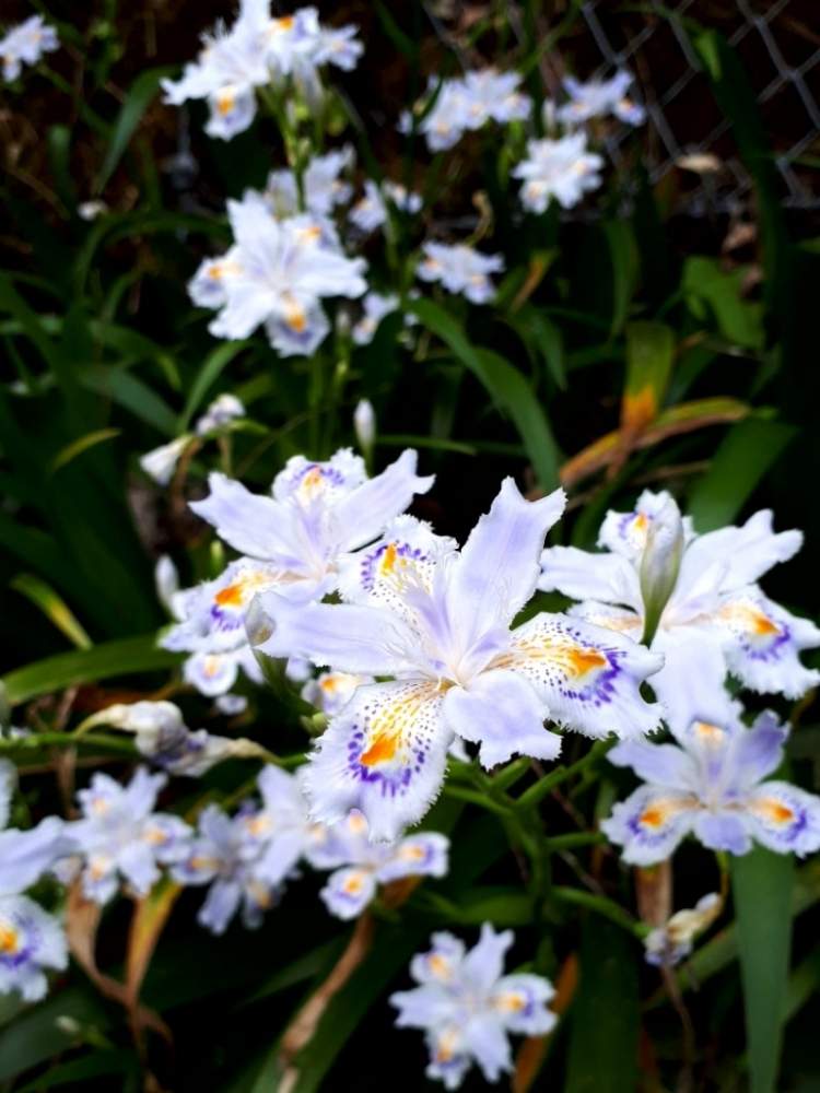 シャガの投稿画像 By Flower Skyさん 野に咲く花と山野草と春の花 と花のある暮らしと白い花と紫の花 19月5月6日 Greensnap グリーンスナップ