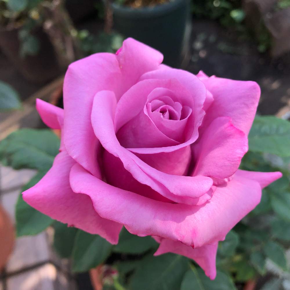薔薇 の投稿画像 By カーチさん シャルル ド ゴール 薔薇と薔薇に魅せられてと自己満足と紫色の花とシャルル ド ゴール と自己満足の世界と花のある暮らしと薔薇 と薔薇の花 19月5月6日 Greensnap グリーンスナップ