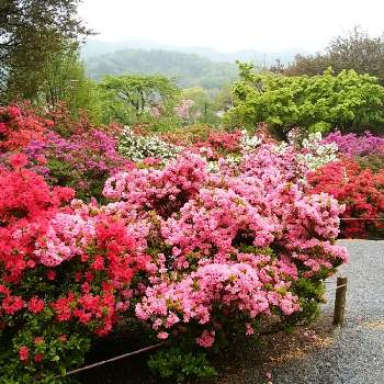 躑躅の小路の画像 by moonさん | お出かけ先とツツジとピンクの花と躑躅の小路と栃木に旅行と赤い花と白い花と足利フラワーパーク