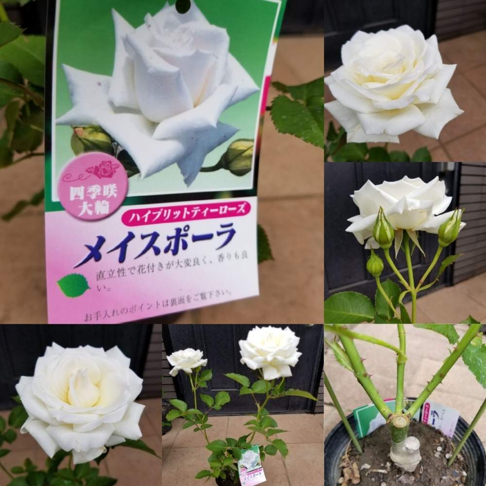 メイスポーラの投稿画像 By ニワバラベラバラさん ボタニカルライフと白いバラとこれが男のバラ道ですからとオルトランdx 忘れずにと植物男子ベランダーと花のある暮らしと白い花とばら 薔薇 バラとロザリアンとバラの新苗 19月5月6日 Greensnap グリーンスナップ