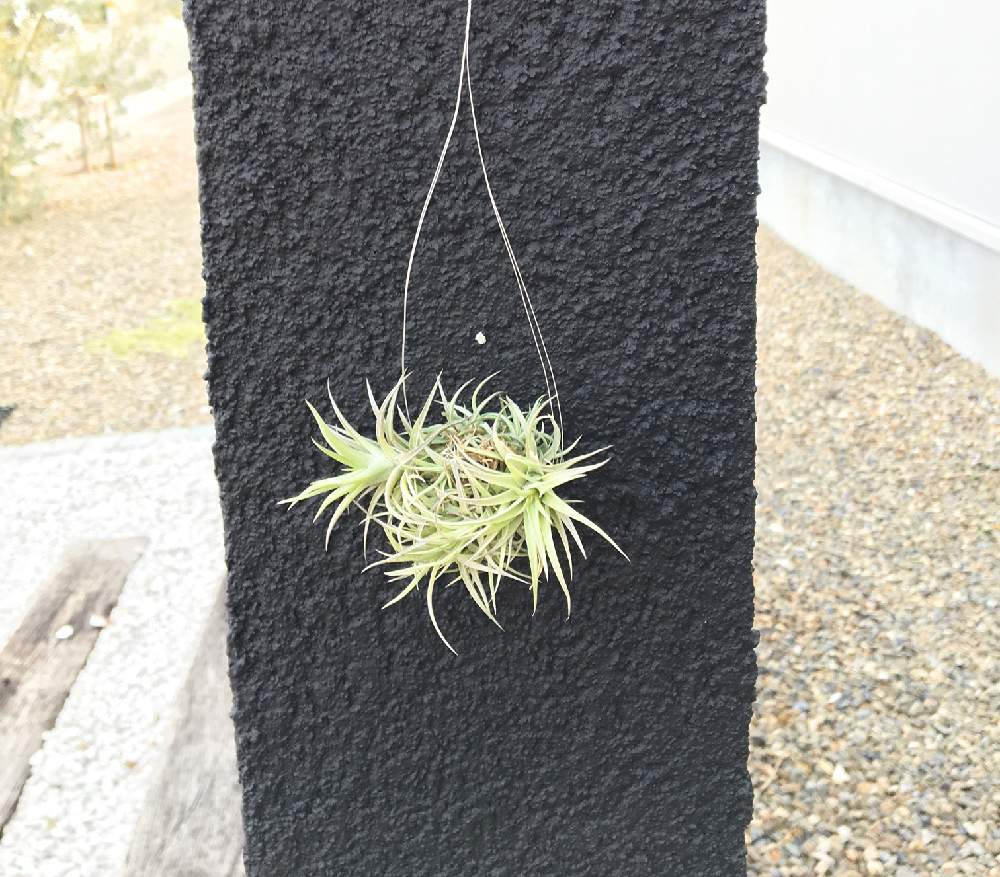 チランジア アエラントス ミニアータ の投稿画像 By ジョニーさん チランジア アエラントスとチランジアとエアープランツとティランジアとエアープランツを吊るす 19月5月6日 Greensnap グリーンスナップ Greensnap グリーンスナップ