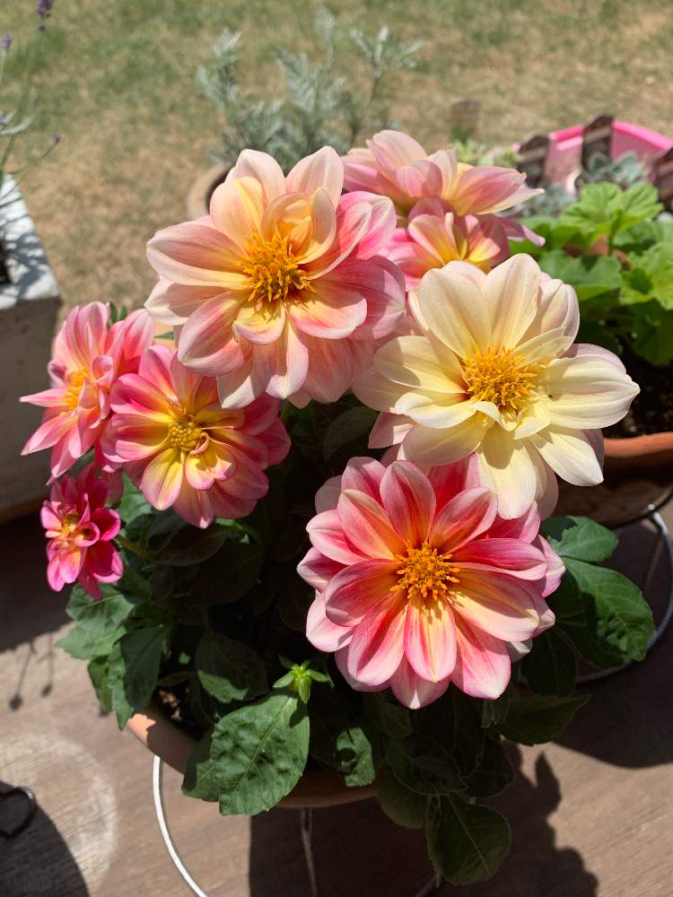 新品入荷 ダリア レディダリア 植物 観葉植物 インテリア 住まい 小物 Belvtor By