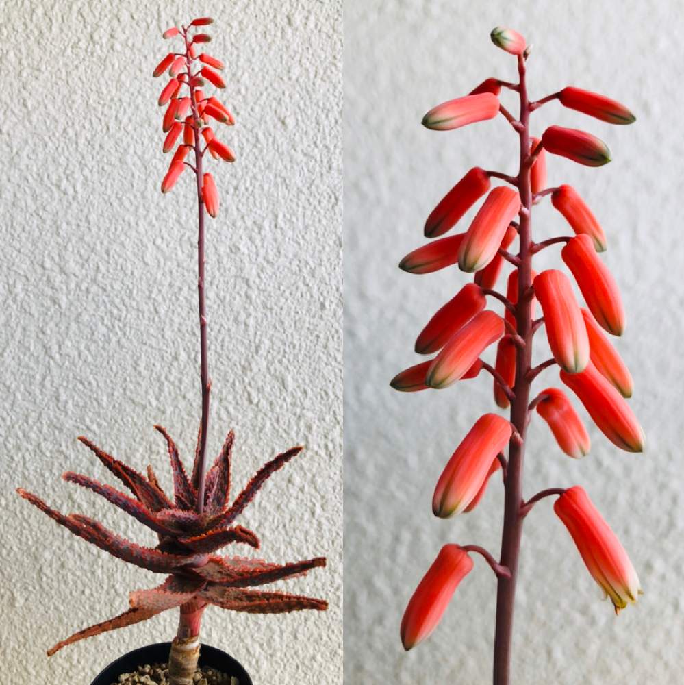 アロエ フラミンゴの投稿画像 By ヨンペコさん 多肉植物とアロエ科とバルコニー ベランダと多肉植物とアロエ科 19月5月6日 Greensnap グリーンスナップ Greensnap グリーンスナップ
