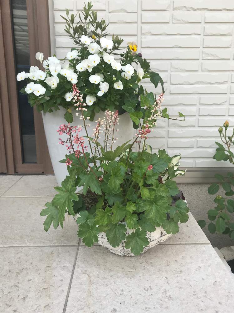 ヒューケラの投稿画像 By Yokoさん ビオラとギボウシ ホスタ と玄関と花のある暮らしとヒューケラ寄せ植えとホスタと寄せ植えと花のある暮らしと ヒューケラ寄せ植えとホスタと寄せ植え 19月5月6日 Greensnap グリーンスナップ Greensnap グリーンスナップ