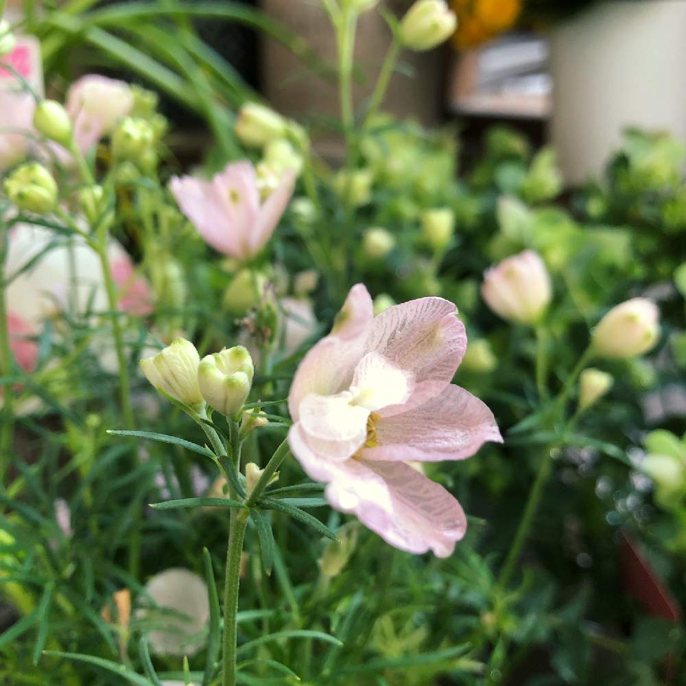 デルフィニウム サマーモーニング の投稿画像 By Nature さん 玄関と花のある暮らしと花のある暮らし 19月5月6日 Greensnap グリーンスナップ Greensnap グリーンスナップ デルフィニウム サマーモーニング の投稿画像 By Nature さん 玄関と花のある暮らしと花のある暮らし 19月5月6日 Greensnap グリーンスナップ Greensnap グリーンスナップ