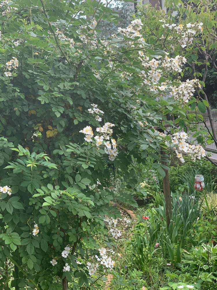 小さな庭の画像 by 淳 こさん | 小さな庭と若葉の季節と五月の花とおつかれさまですとやっぱり投稿と大好きだょと小さな花たちとやさしい色たち