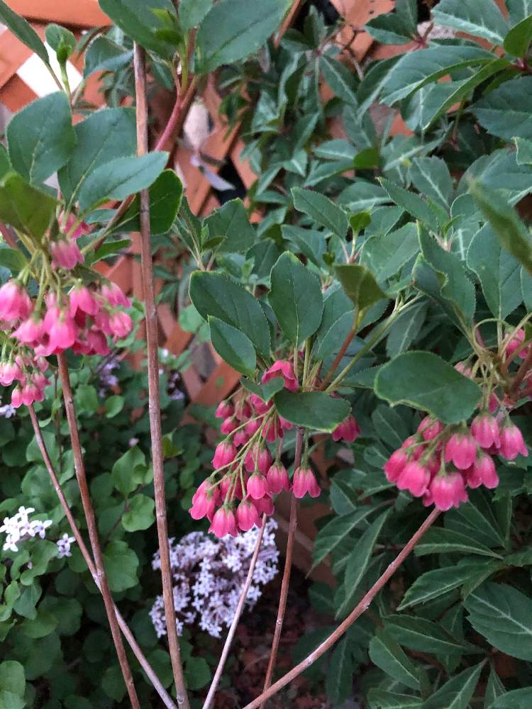 紅更紗ドウダンの投稿画像 By たかりえさん ベニサラサドウダンとドウダンツツジと山梨県 19月5月6日 Greensnap グリーンスナップ 紅更紗ドウダンの投稿画像 By たかりえさん ベニサラサドウダンとドウダンツツジと山梨県 19月5月6日 Greensnap グリーンスナップ