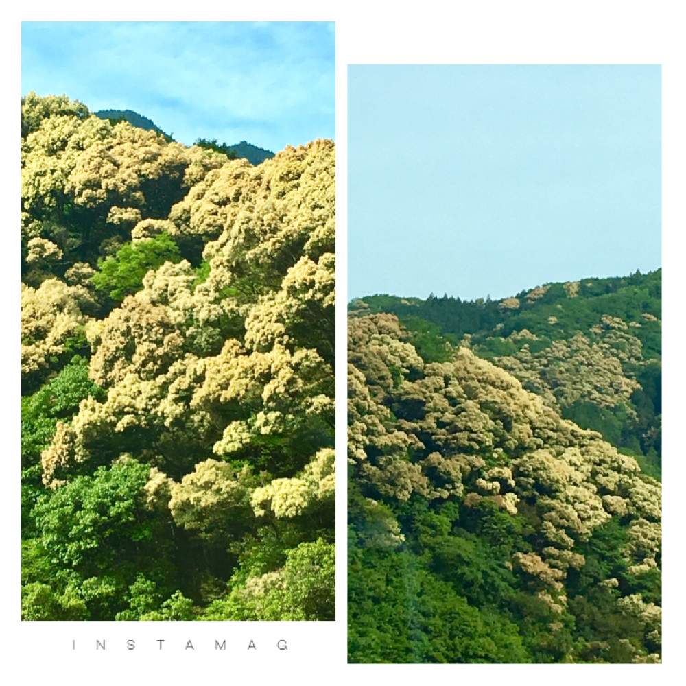 椎の木の花の投稿画像 By ちゅるりん さん お出かけ先と新緑の季節と新緑の季節 19月5月6日 Greensnap グリーンスナップ Greensnap グリーンスナップ