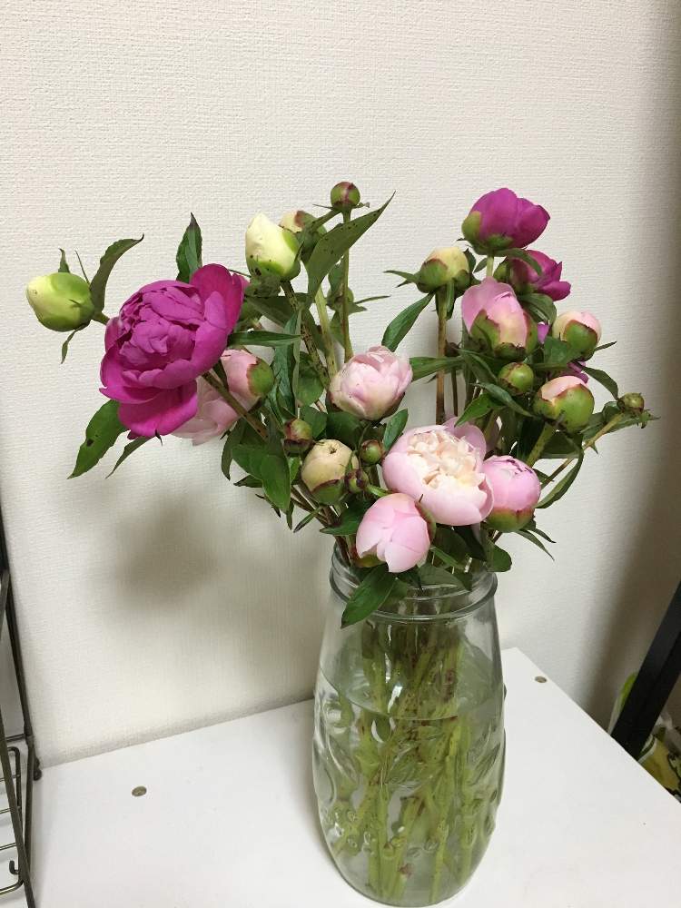 シャクヤクの投稿画像 By キャンさん 芍薬と花のある暮らしとgreensnapmarche 19月5月6日 Greensnap グリーンスナップ