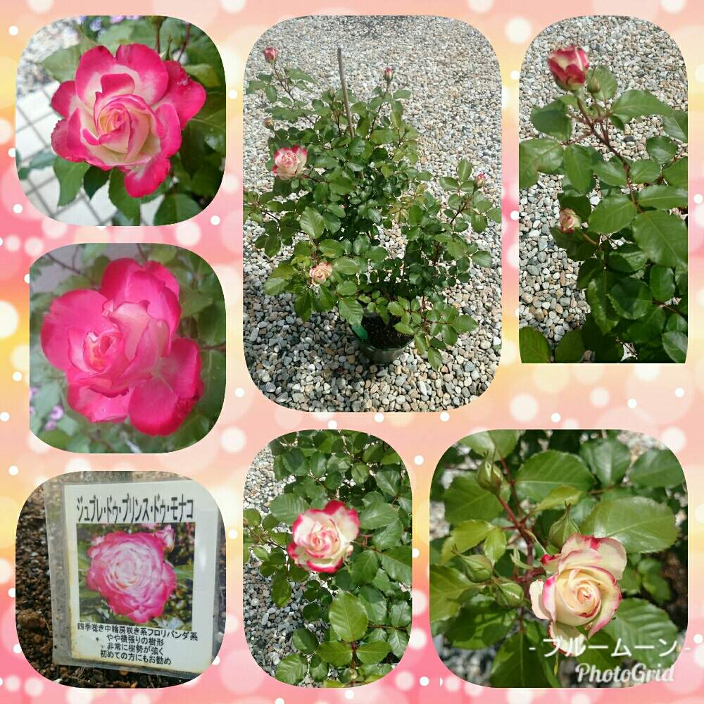 バラ ミニ薔薇の投稿画像 By R さくら Rさん バラ 鉢植えと鉢植えとまだまだ初心者とガーデニングと花のある暮らしとお花と薔薇 とバラ薔薇 ばらら とミニ薔薇 19月5月6日 Greensnap グリーンスナップ