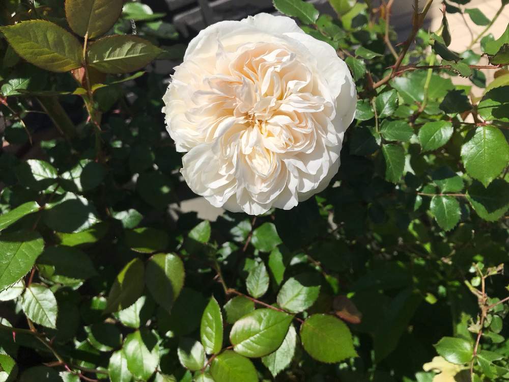 バラ ボレロの投稿画像 By Erisuke さん バラ ミニバラとナチュラルスタイルとナチュラルガーデン 19月5月6日 Greensnap グリーンスナップ