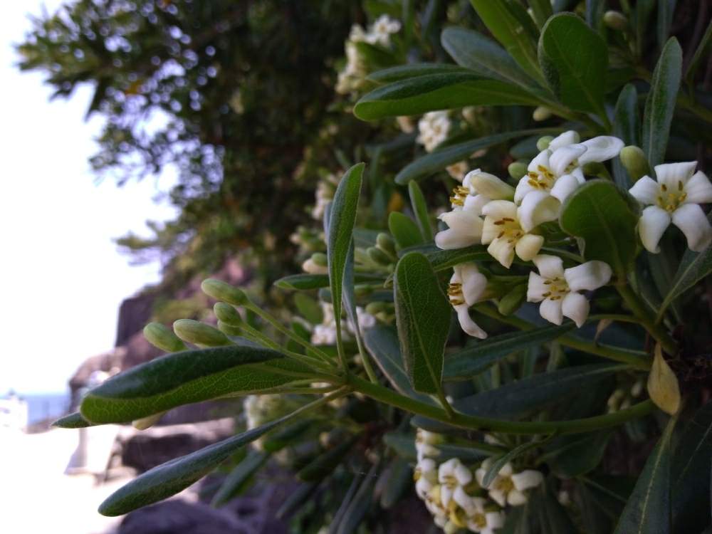 トベラの投稿画像 By リオさん 高知県と高知市とgs映えと海のある風景と白の花と花のある暮らしと桂浜 19月5月6日 Greensnap グリーンスナップ