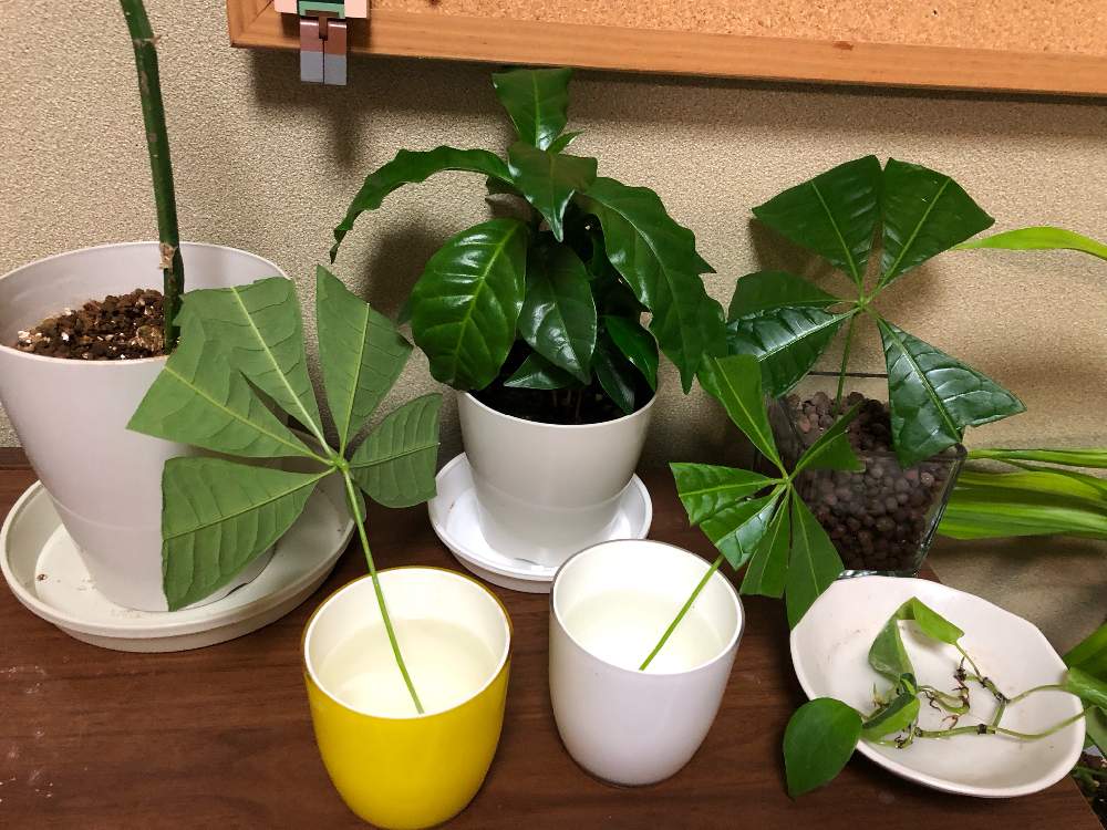 パキラの投稿画像 By Tsukiyonoさん ポトスとコーヒーの木とミリオンバンブーと観葉植物と挿し木と水挿し 19月5月6日 Greensnap グリーンスナップ