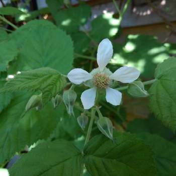 ローガンベリーの投稿画像一覧 Greensnap グリーンスナップ