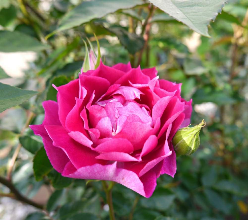 薔薇 シェエラザードの投稿画像 By Lucky514さん ５月と庭の花とgs映えとgs日和とバラ 鉢植えと花のある暮らし 19月5月 6日 Greensnap グリーンスナップ