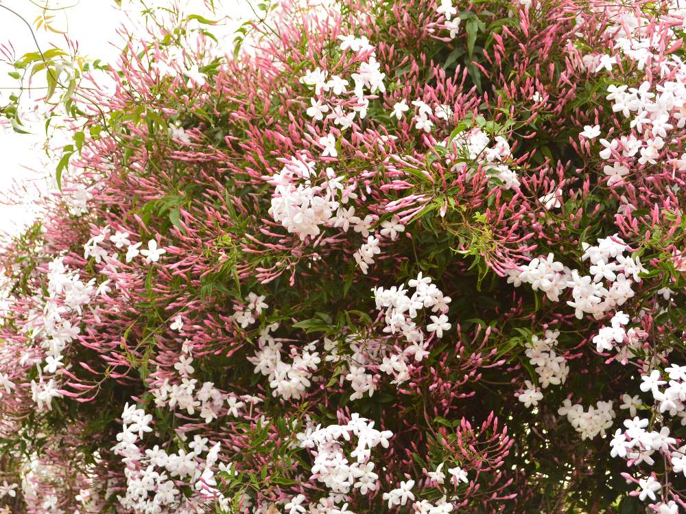 ハゴロモジャスミンの投稿画像 By こっこさん つる性植物とピンク ピンク 19月5月6日 Greensnap グリーンスナップ