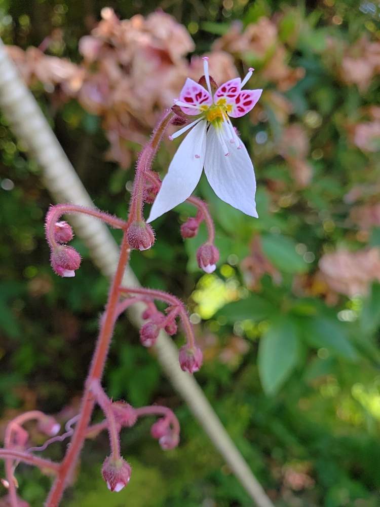 ユキノシタの投稿画像 By オキザックさん ユキノシタ属とユキノシタ科とオキザック野草 19月5月7日 Greensnap グリーンスナップ ユキノシタの投稿画像 By オキザックさん ユキノシタ属とユキノシタ科とオキザック野草 19月5月7日 Greensnap グリーンスナップ