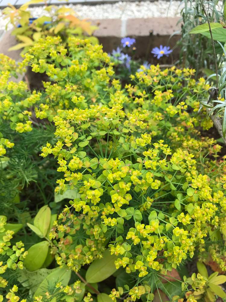 美しい花の画像 ラブリーユーフォルビア 花