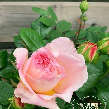 ERアブラハムダービーの画像 by aiaiさん | 広い庭とばら バラ 薔薇といとおしい植物の表情フォトコン2019といちばんのりとバラの季節とERアブラハムダービーとつぼみがたくさんとバラの花壇と花のある暮らしとバラの地植え