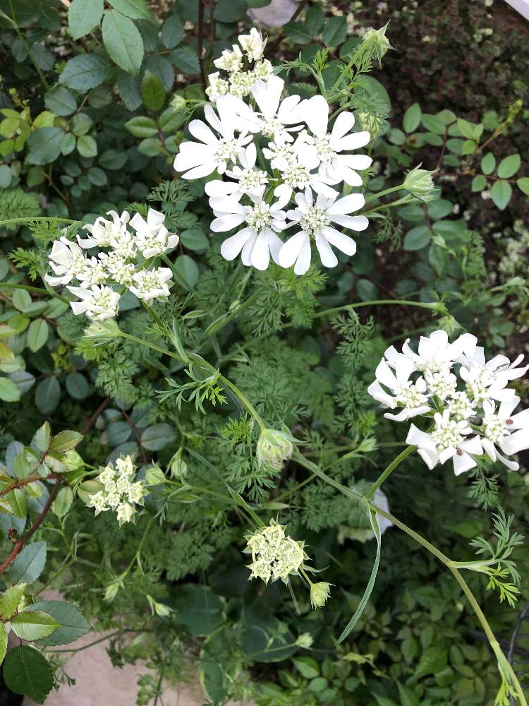 オルレアの投稿画像 By Naoariさん 花のある暮らしと白い花と芽吹きと咲いた 19月5月7日 Greensnap グリーンスナップ