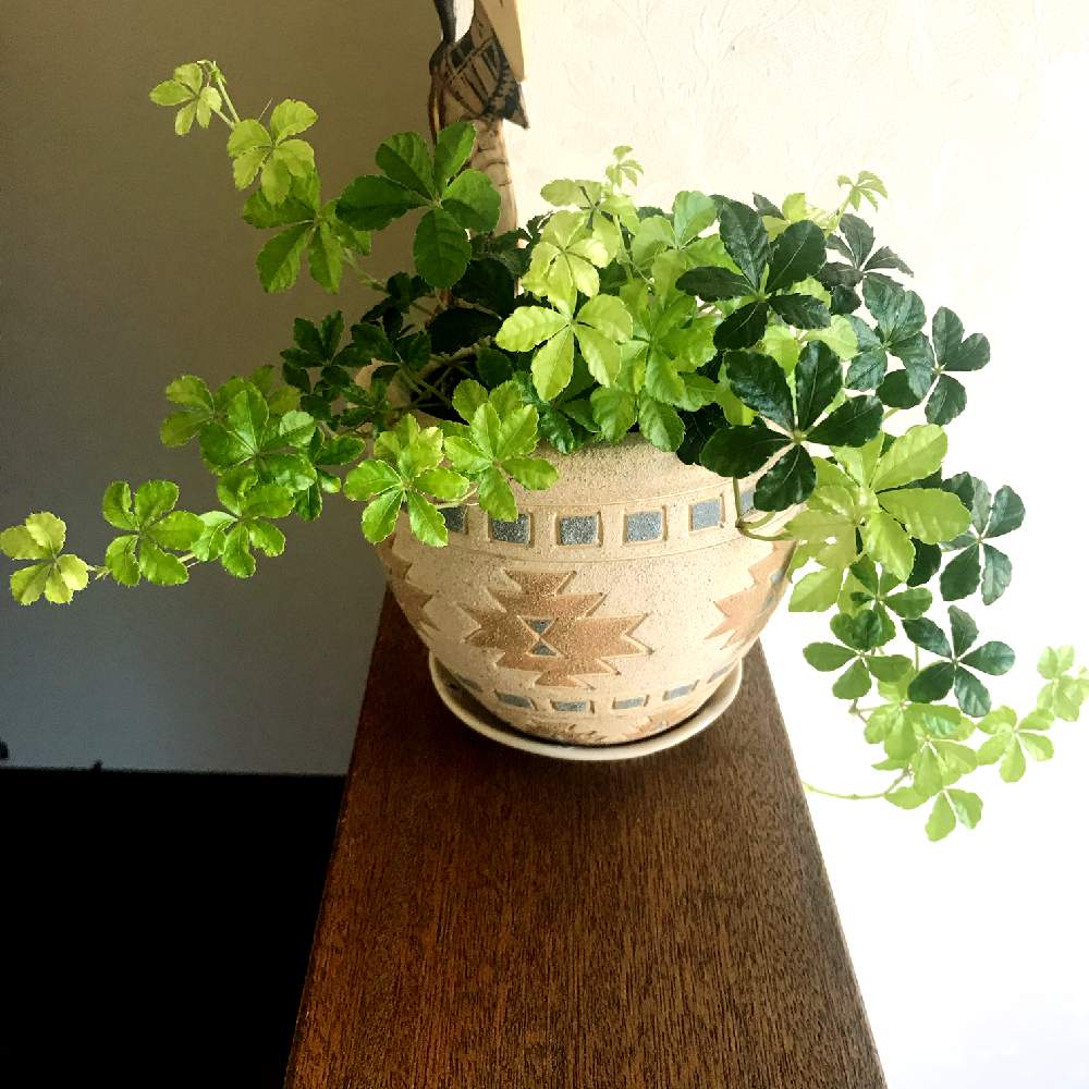 シュガーバインの投稿画像 By Junさん 花のある暮らしと観葉植物とガーデニングと令和最初の植物とシュガーバイン 19月5月7日 Greensnap グリーンスナップ